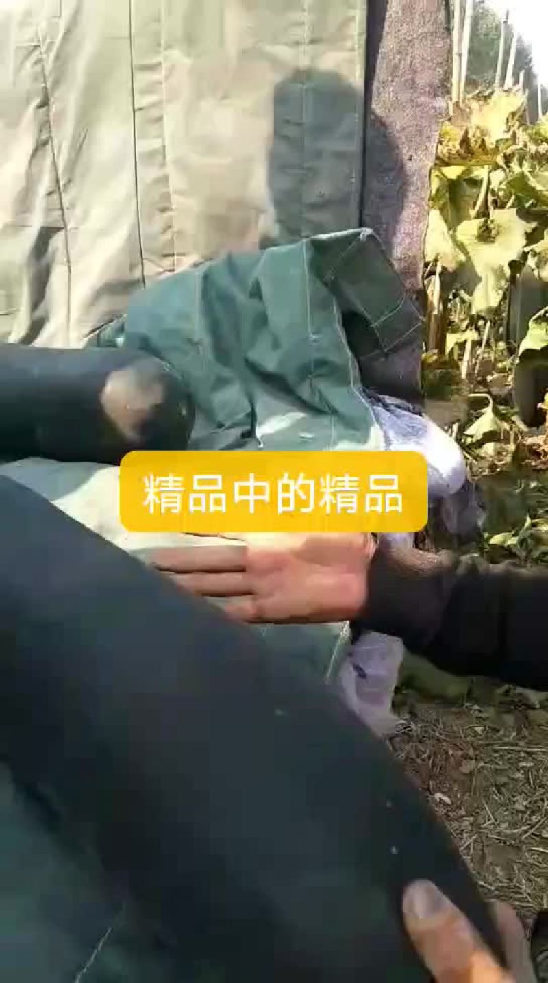 黑皮冬瓜