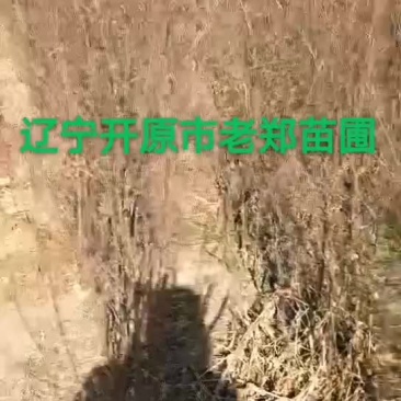 树锦鸡