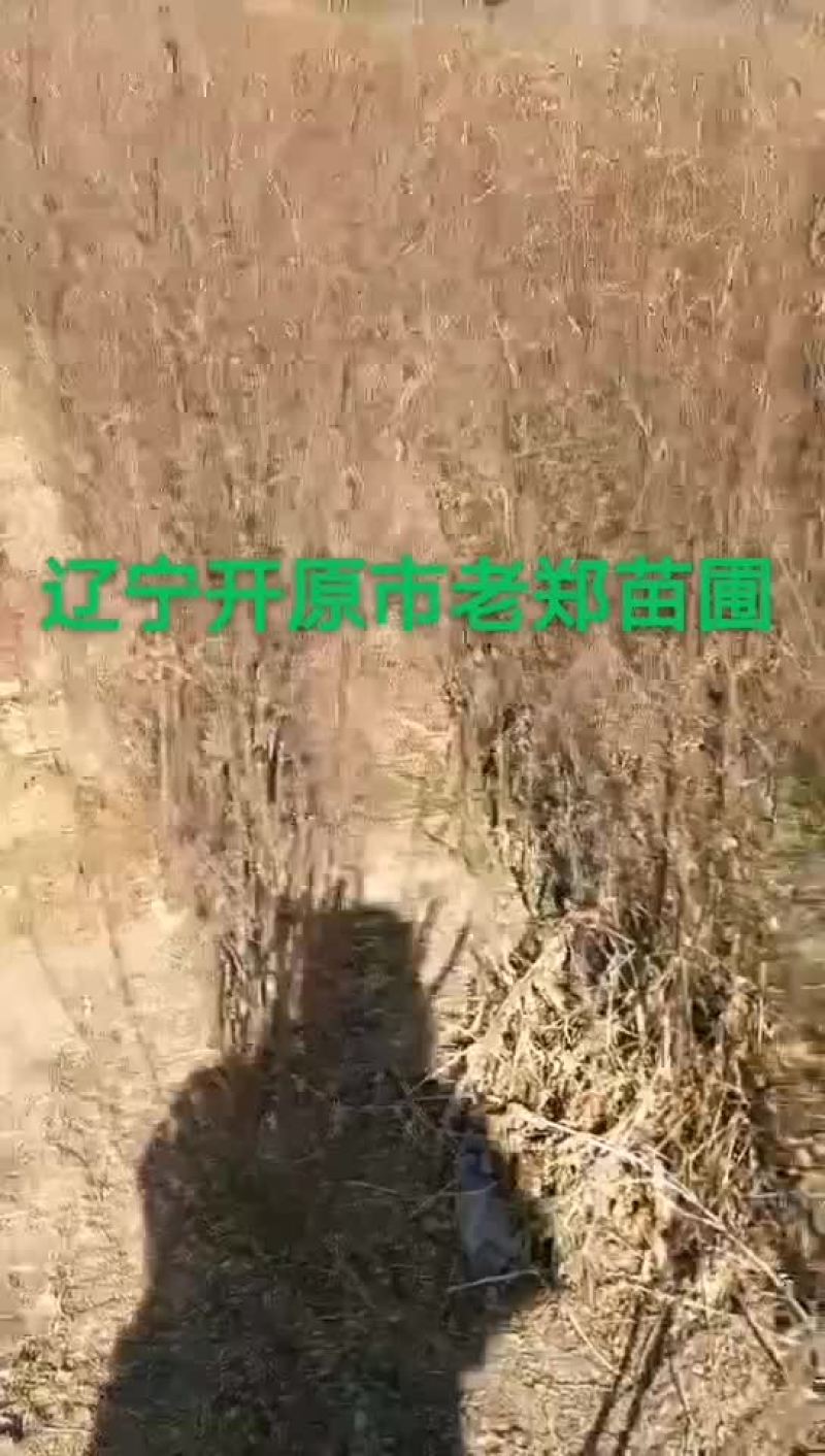 树锦鸡