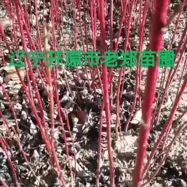 红瑞木小苗