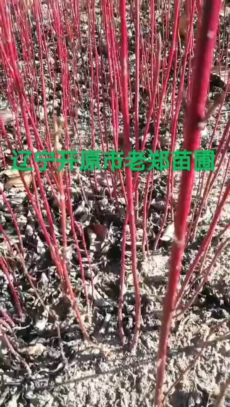 红瑞木小苗