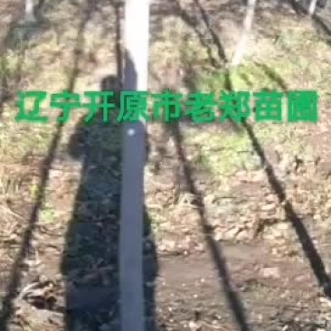 桃叶卫矛