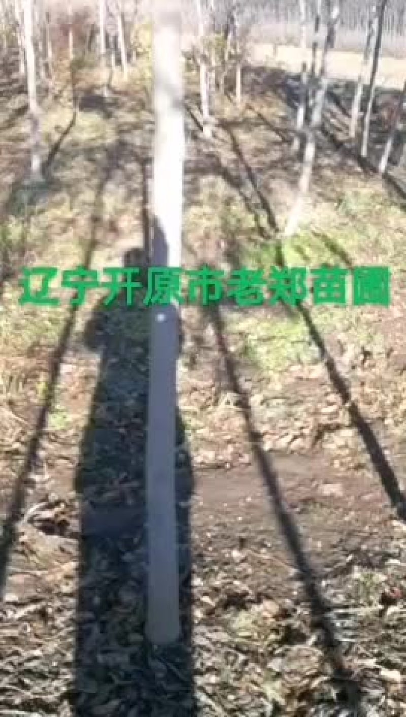 桃叶卫矛
