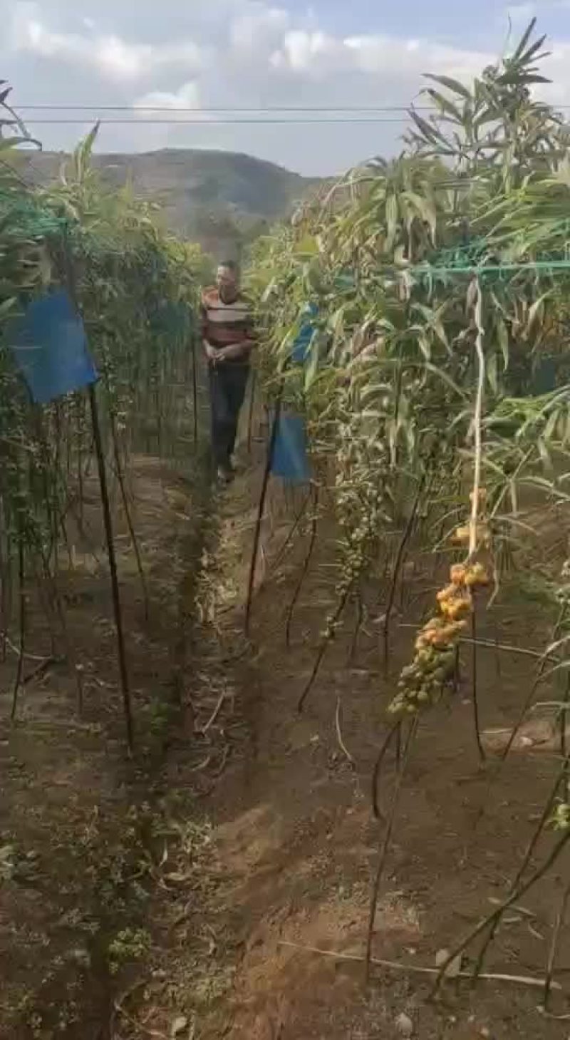 滇黄精种子，云南滇黄精，节节高