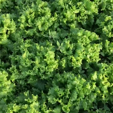 老板精品生菜大量上市了！