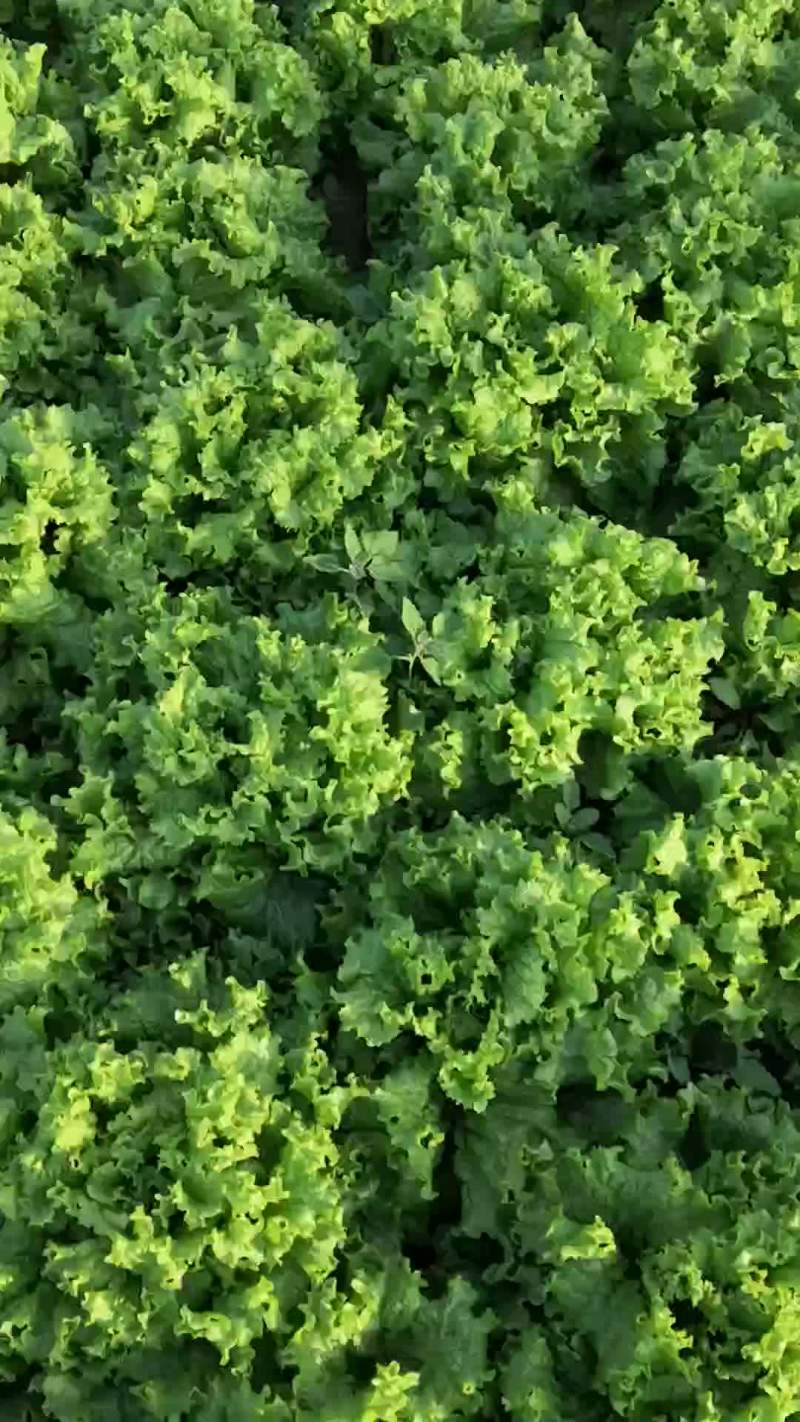 老板精品生菜大量上市了！