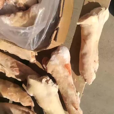 进口箱装长蹄大量有货
