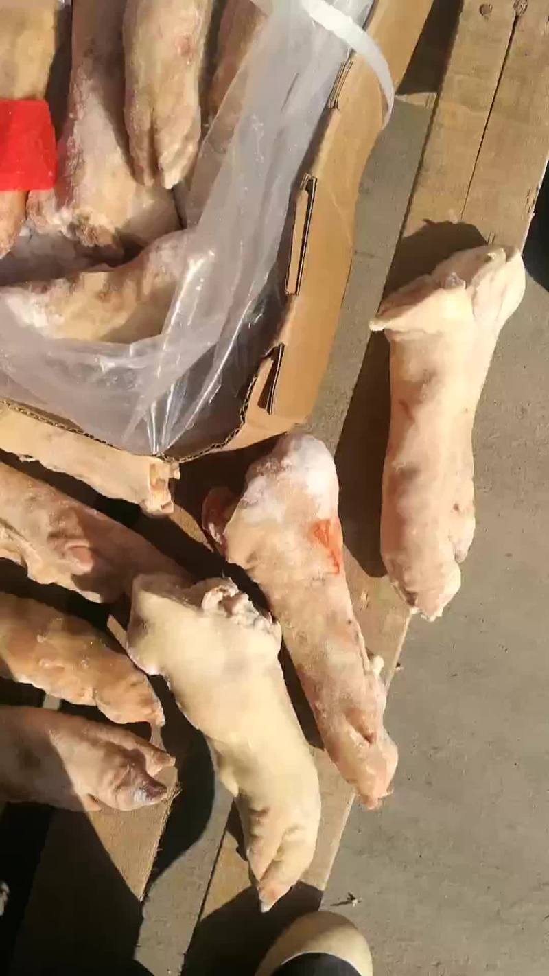 进口箱装长蹄大量有货