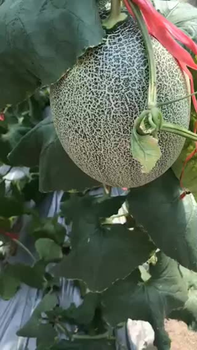 海南25号哈密瓜二长圆形