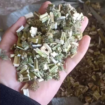 益母草粉