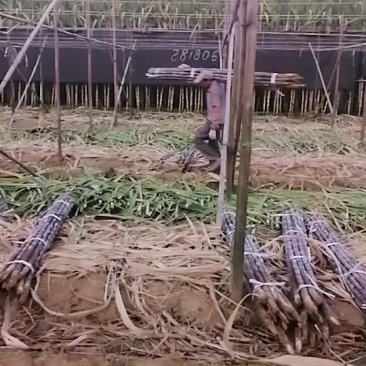 继续靓货