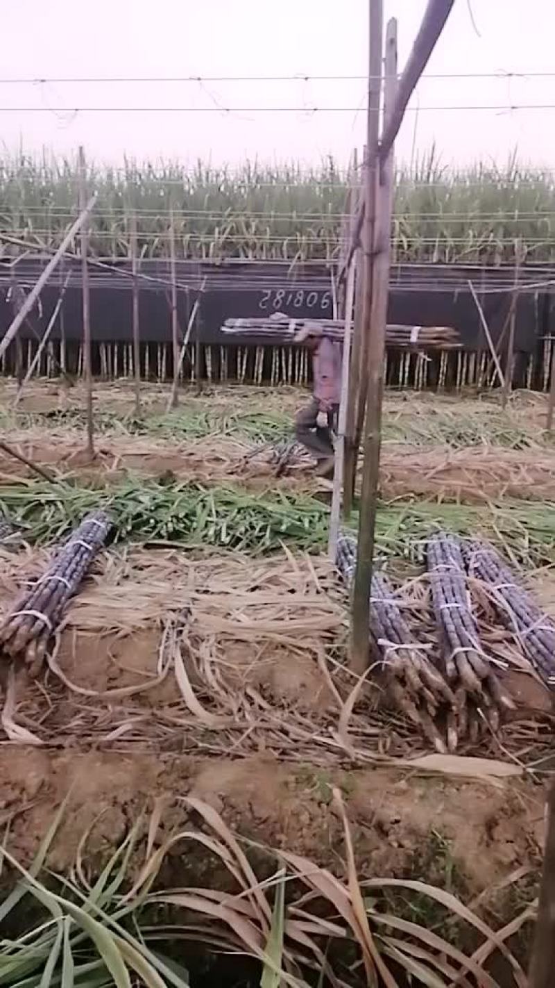 继续靓货