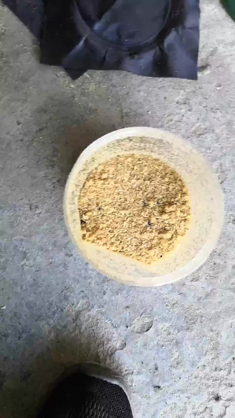 黑水虻卵