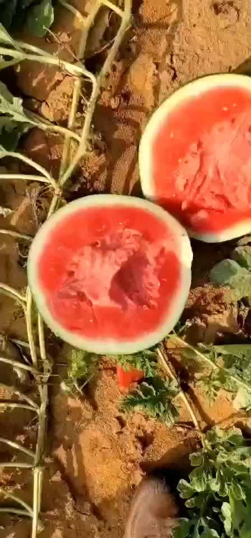 无仔瓜