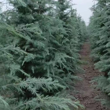 雪松