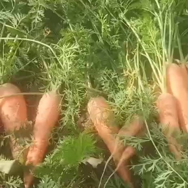 胡萝卜