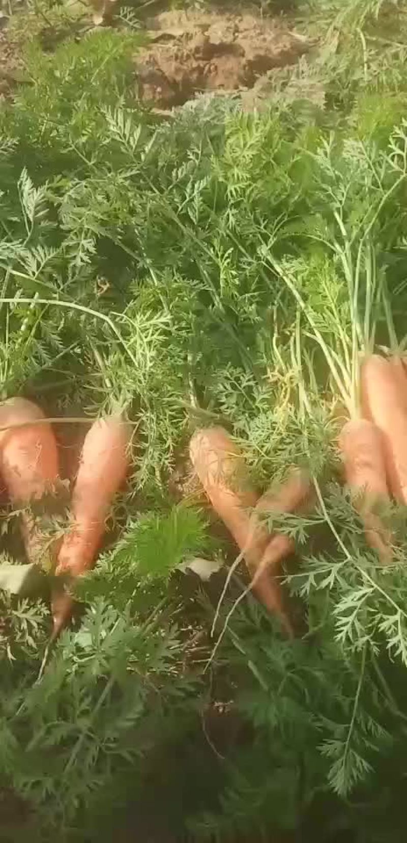胡萝卜