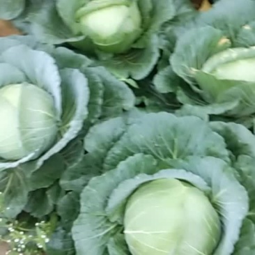 甘蓝