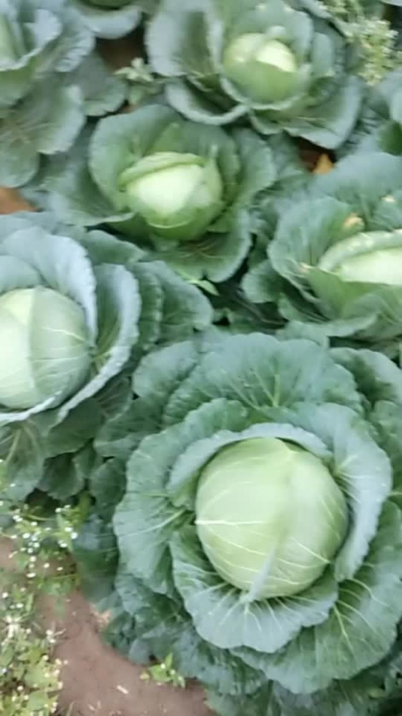 甘蓝