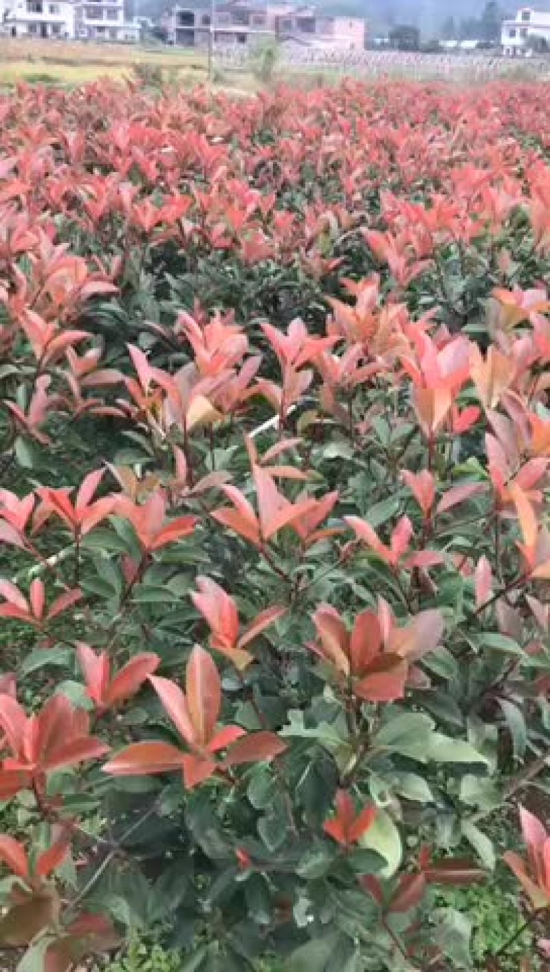 红继木精品球袋苗50-120厘米，红叶石楠1.5-1.8