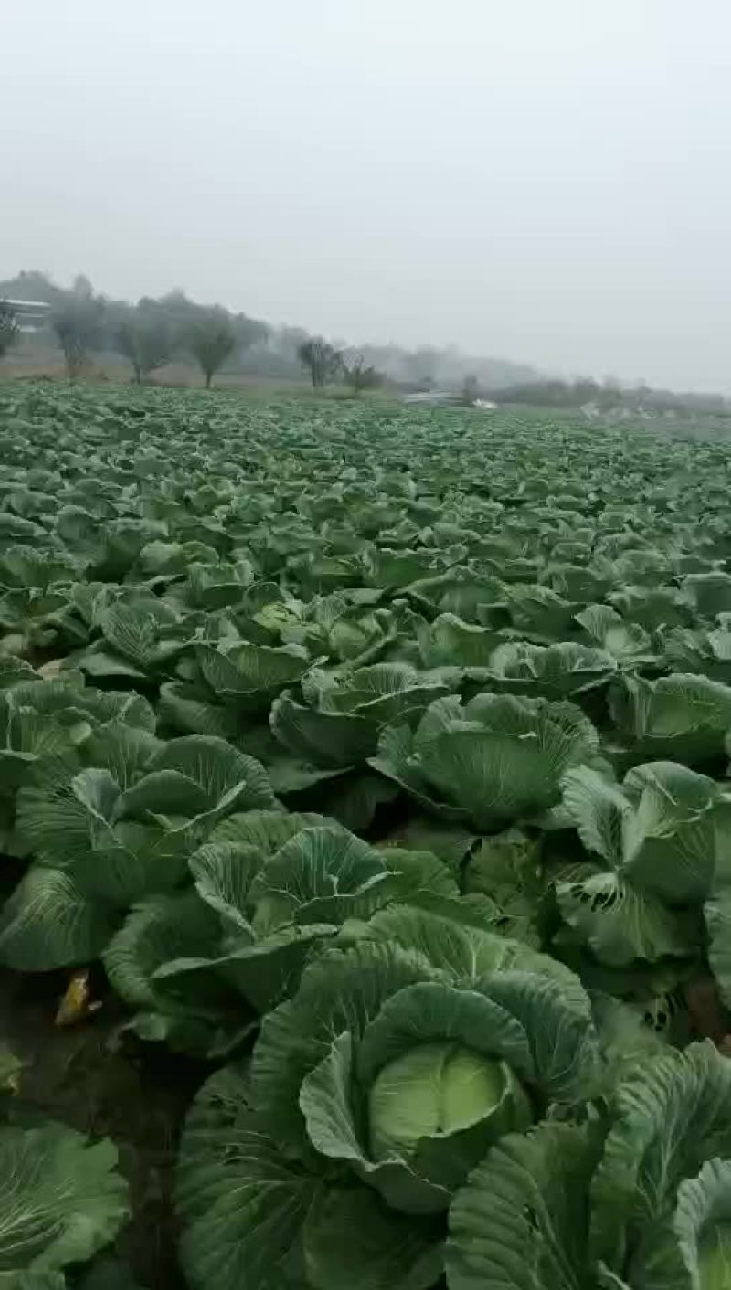 莲花白开卖了喲！