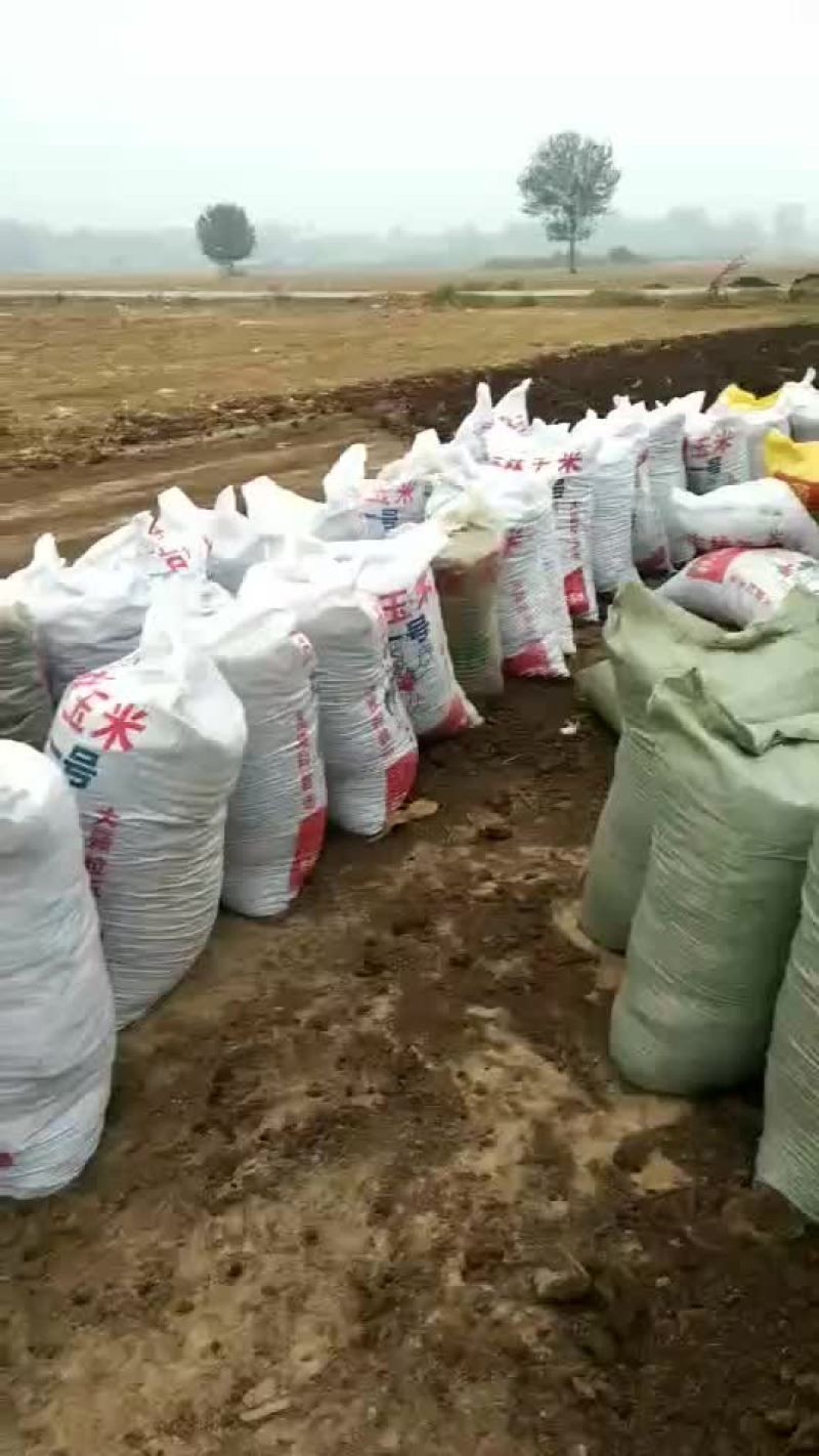 牛粪