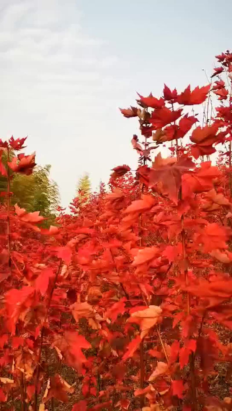美国红枫