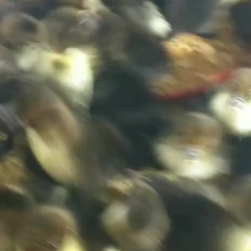 大种黑番鸭苗，大种黑番鸭