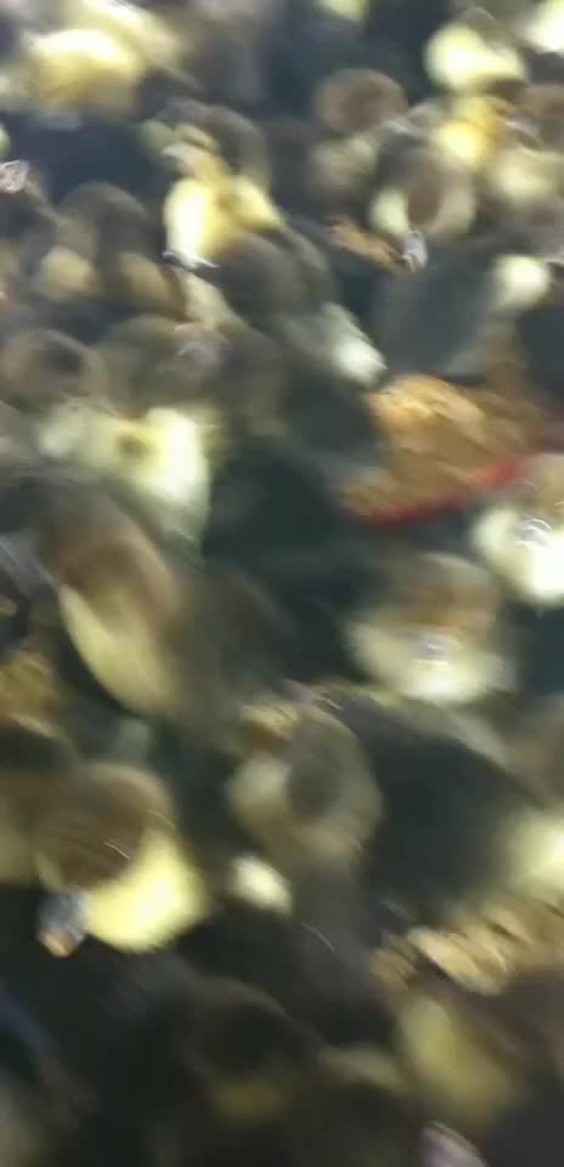 大种黑番鸭苗，大种黑番鸭