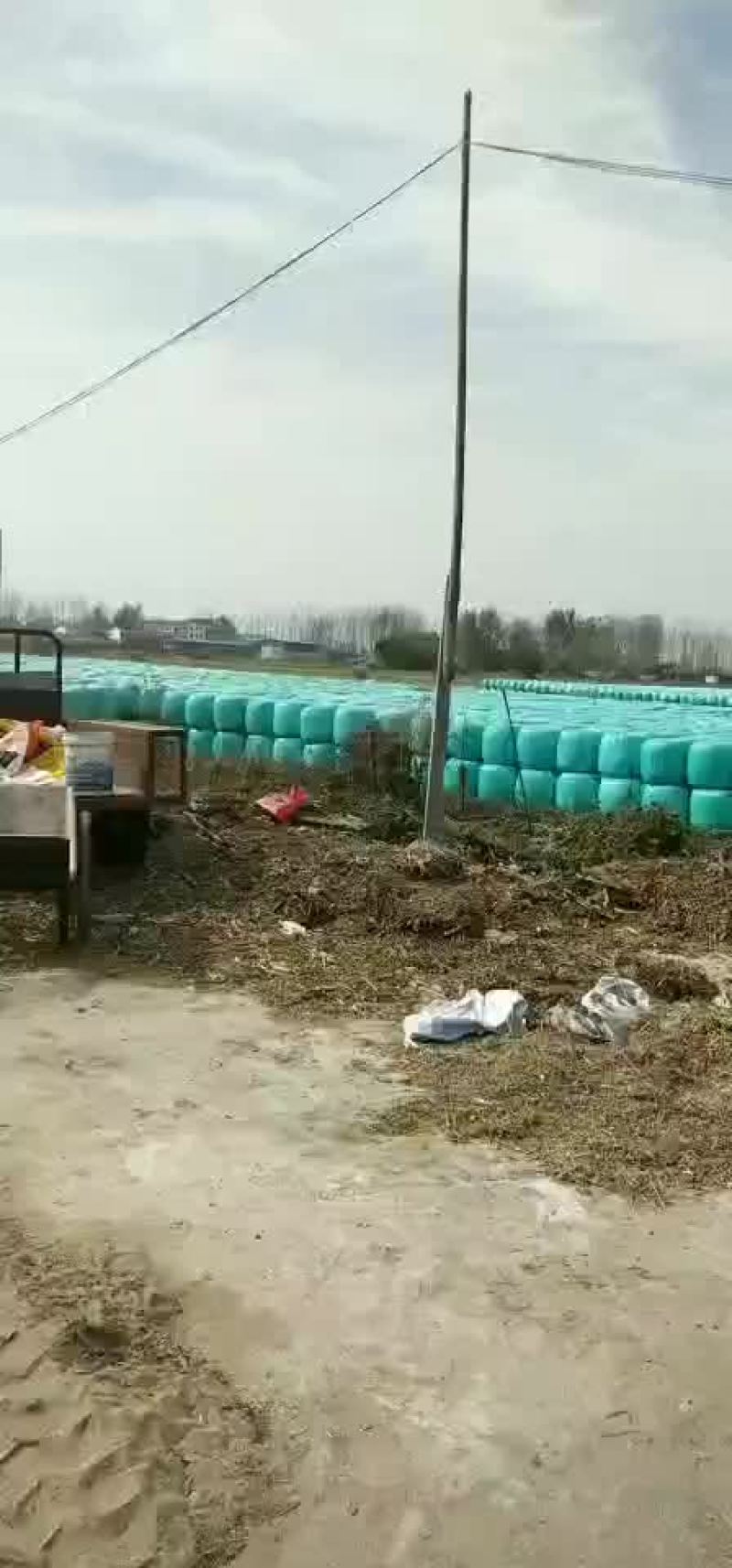 青贮草