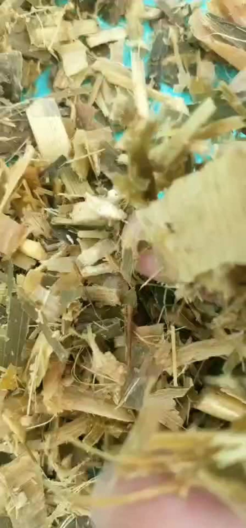 青贮草