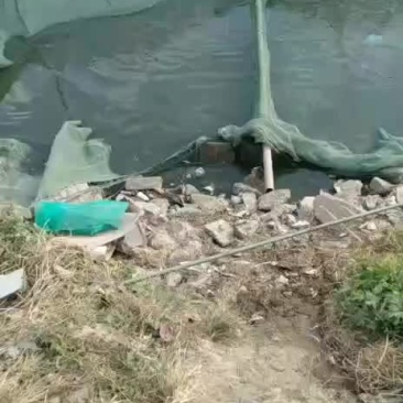 鱼苗