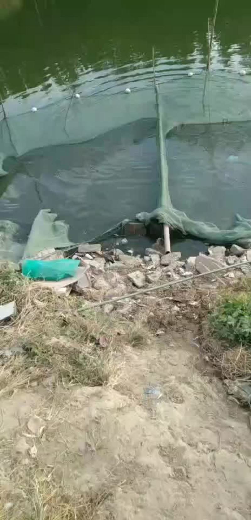 鱼苗