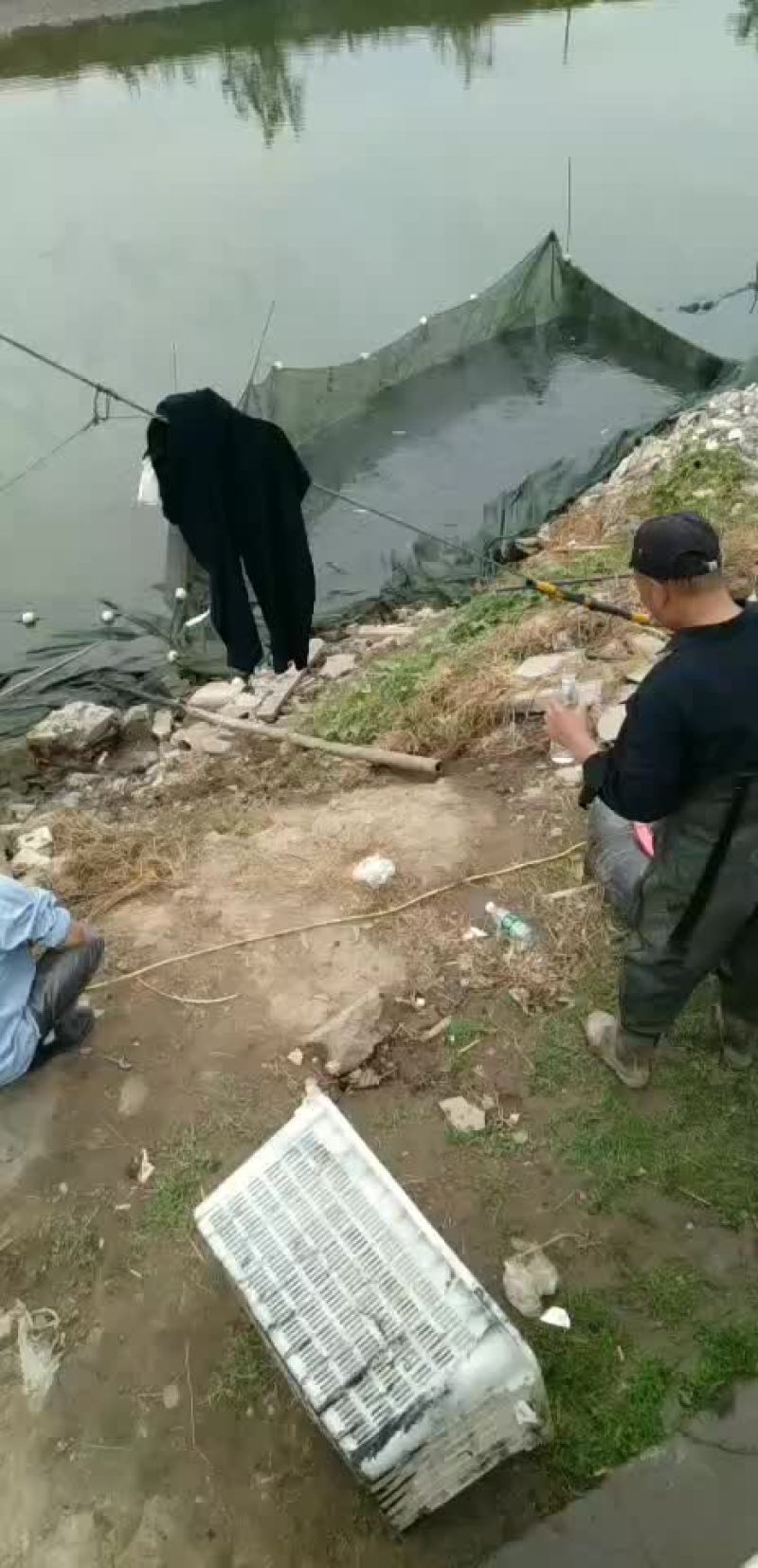 鱼苗