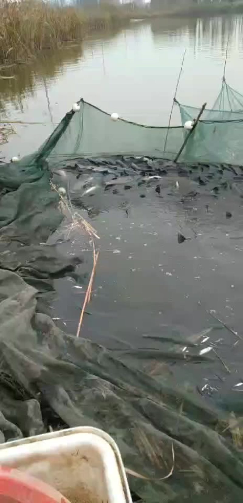 鱼苗