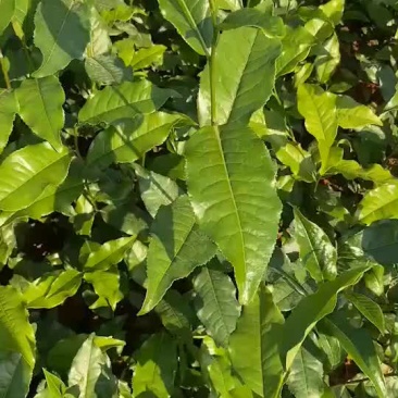 英红九号茶苗