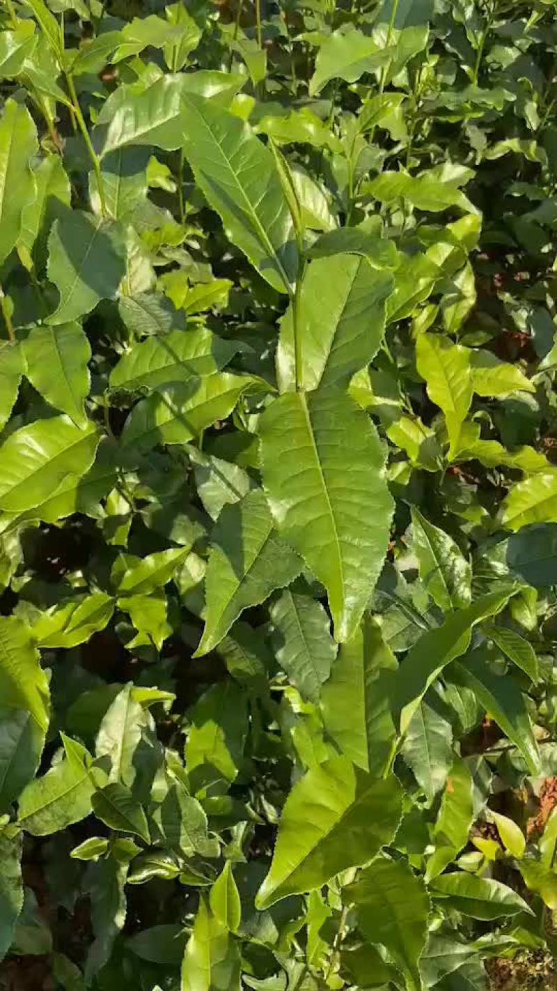 英红九号茶苗