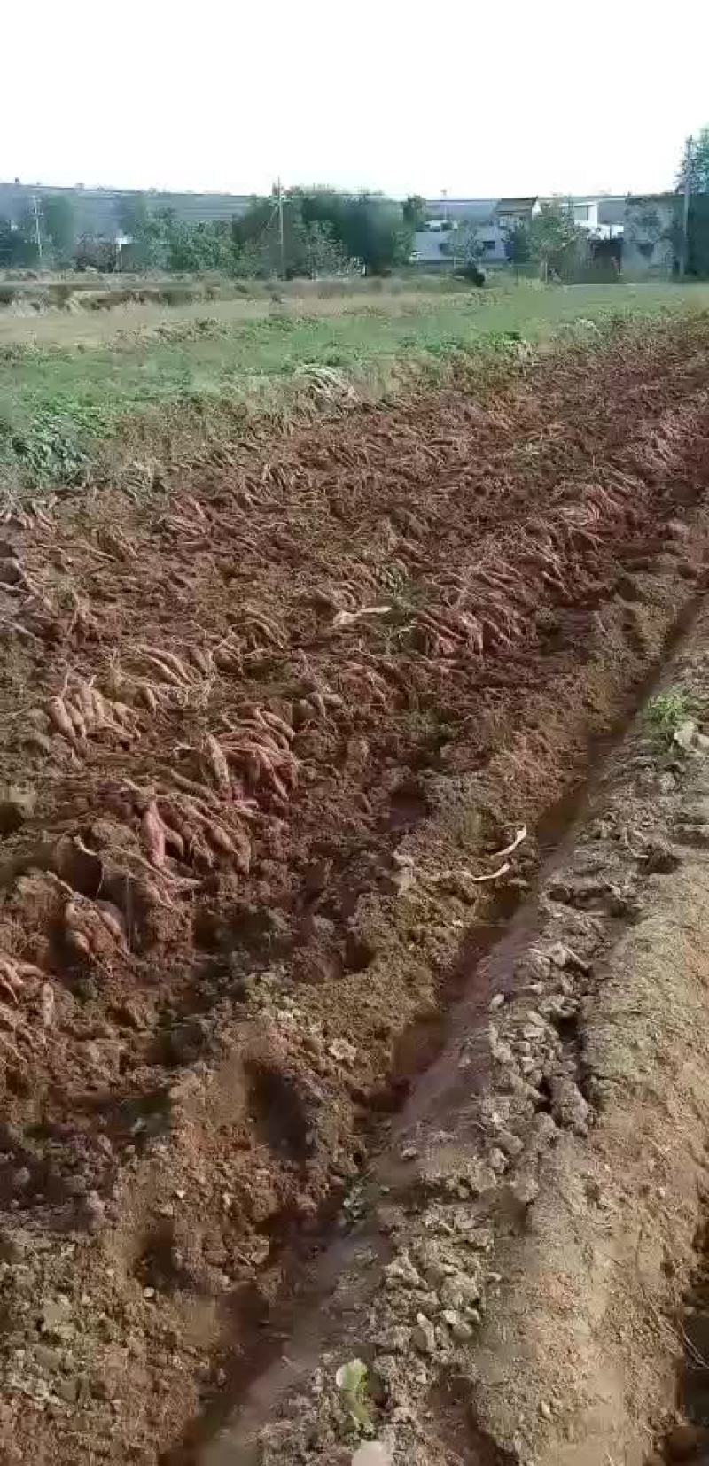 耀州.金柿子红薯（秦薯5号）