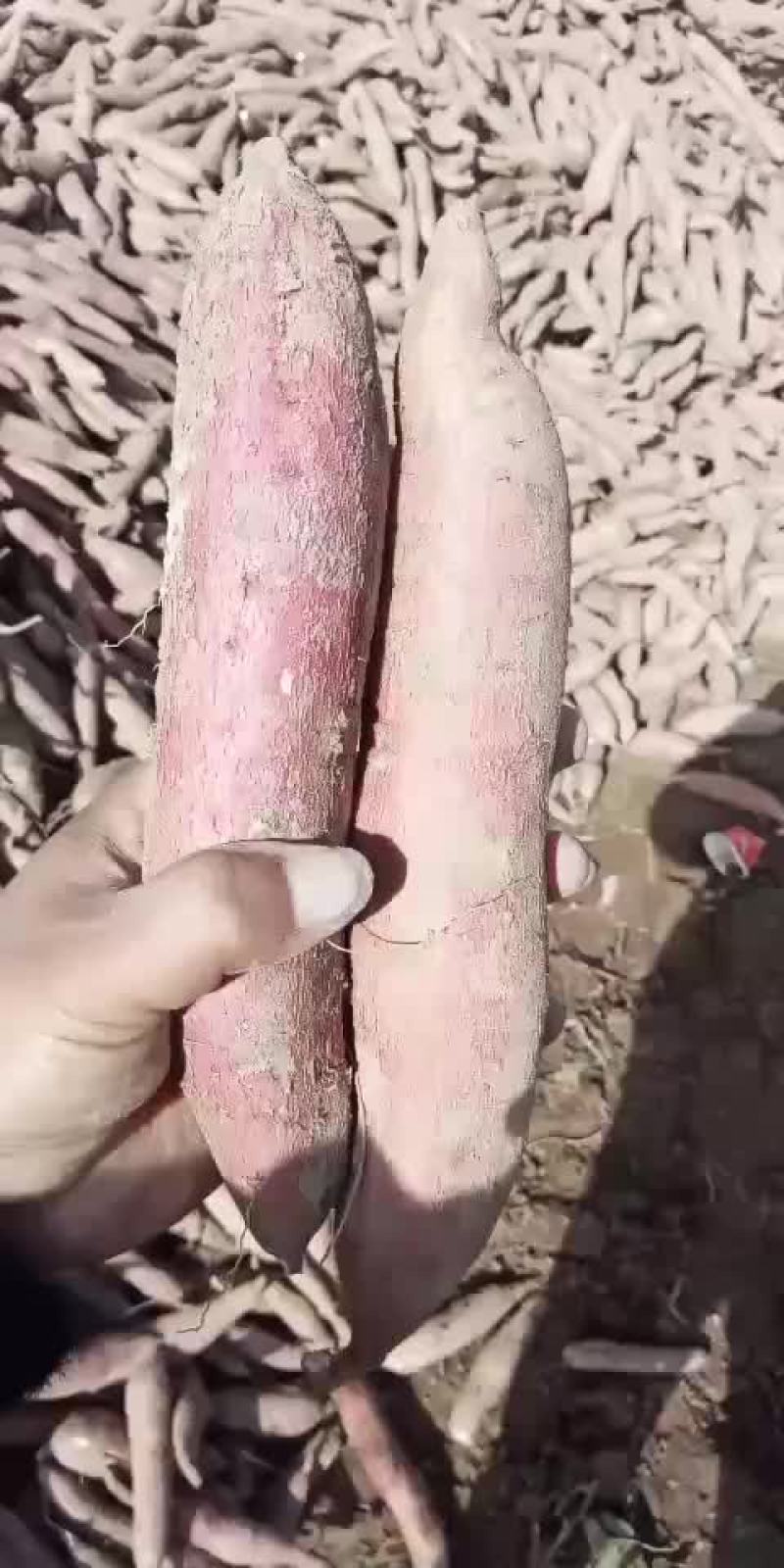 耀州.金柿子红薯（秦薯5号）