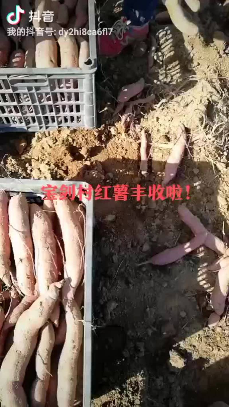 耀州.金柿子红薯（秦薯5号）