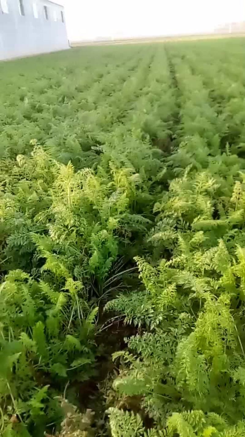 胡萝卜