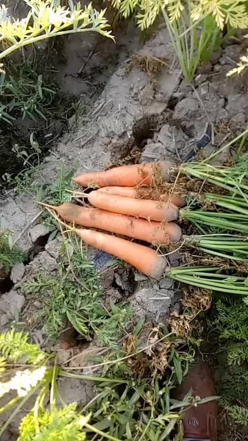 胡萝卜