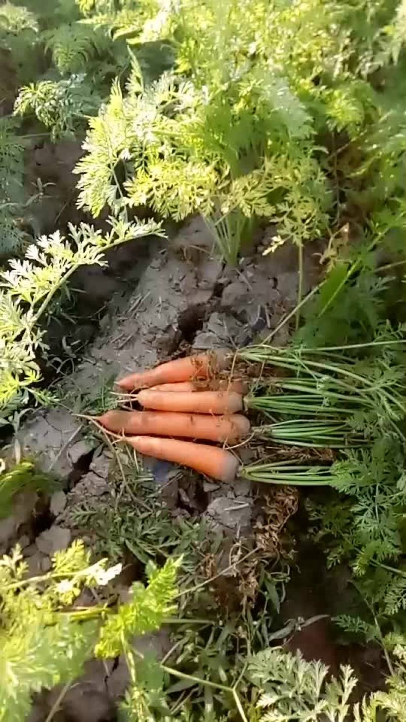 胡萝卜