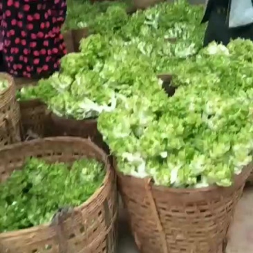 儿菜