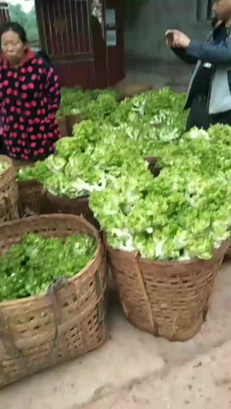 儿菜