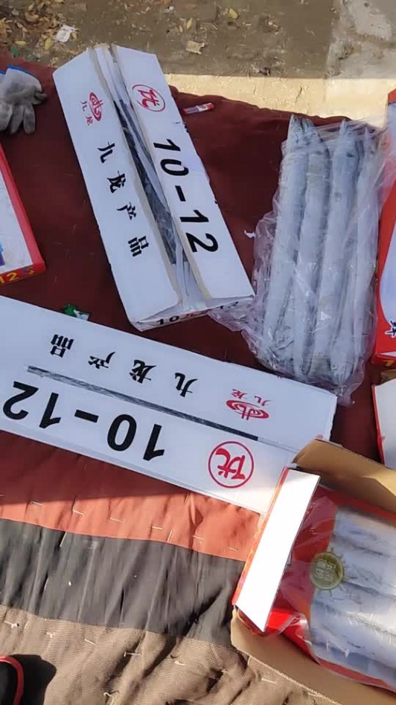 刀鱼