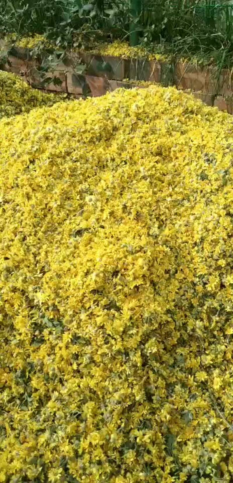 纯野生野菊花