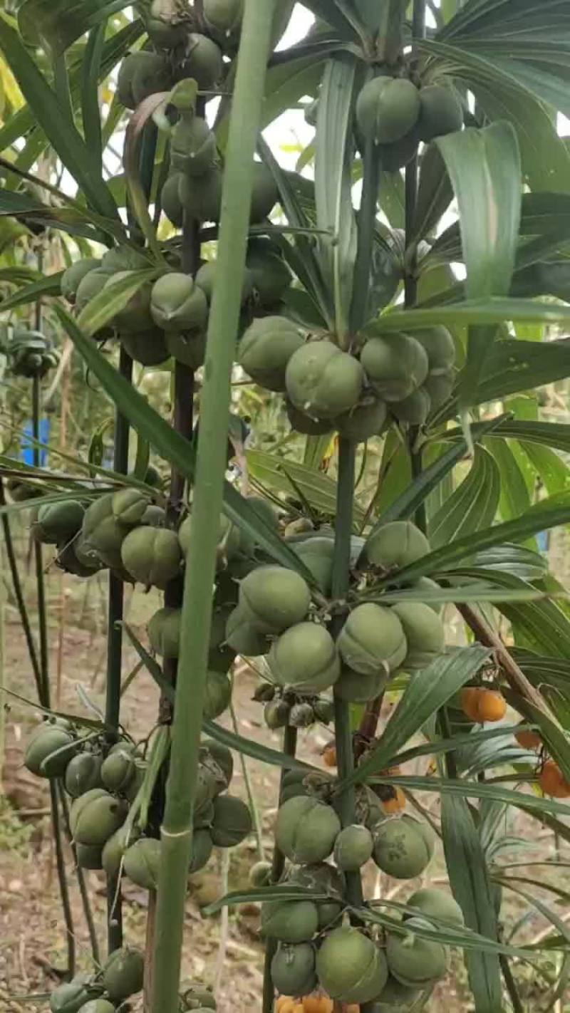 滇黄精种子，云南滇黄精，节节高