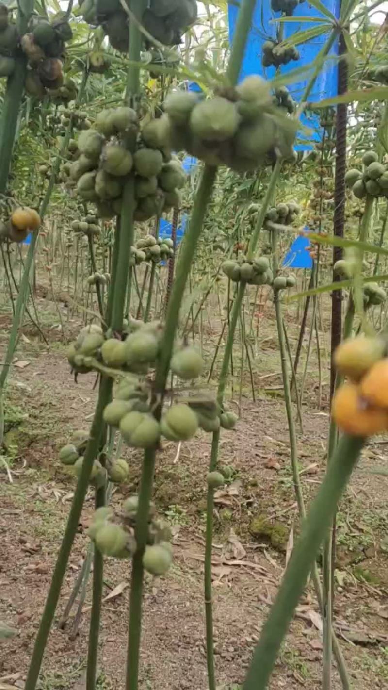 滇黄精种子，云南滇黄精，节节高