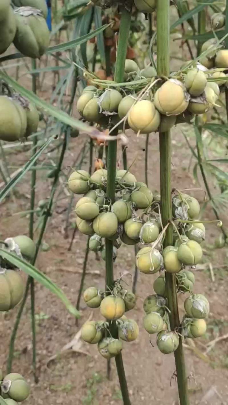 滇黄精种子，云南滇黄精，节节高